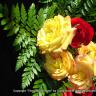 Summer Garden 1